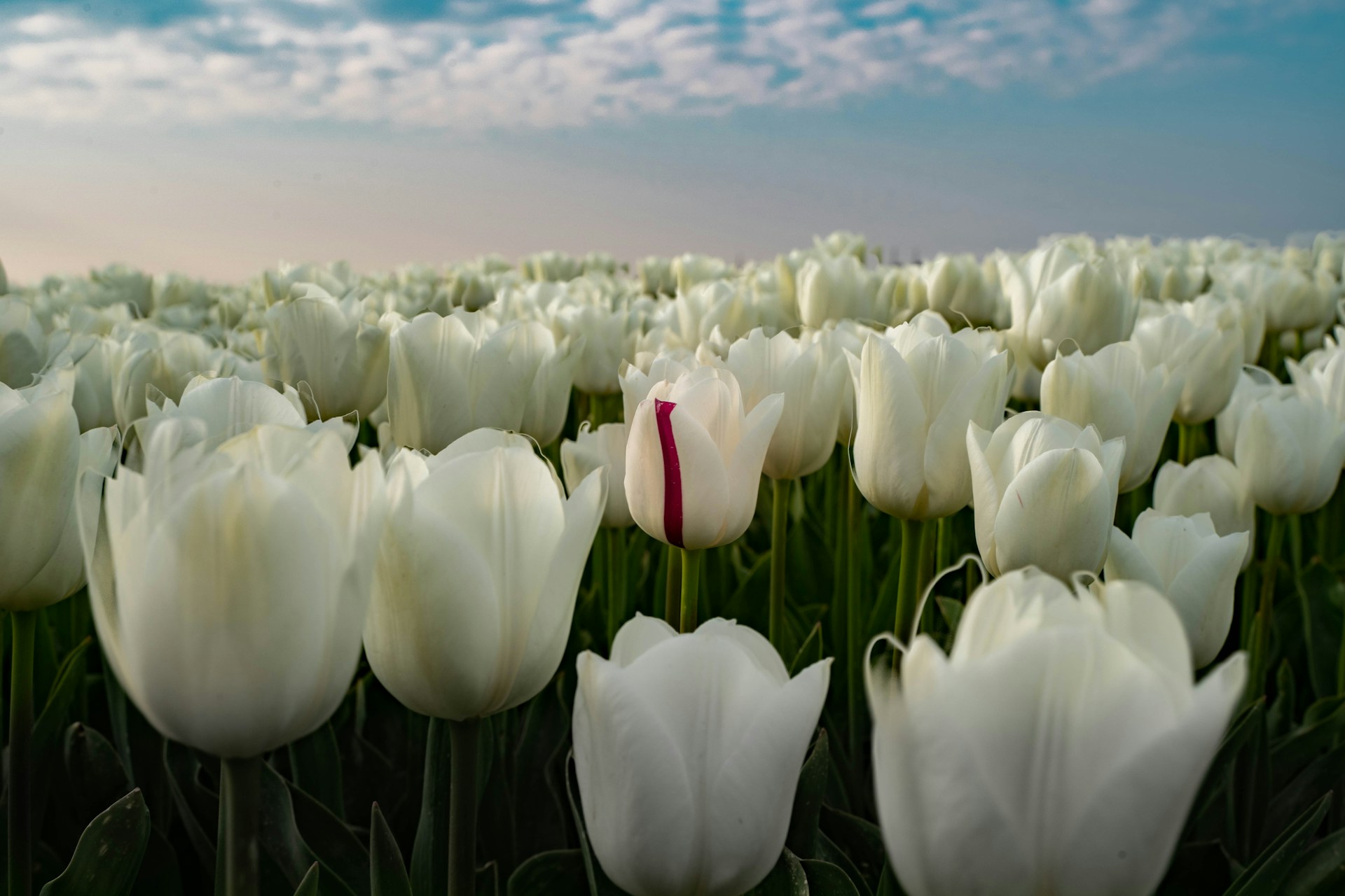 満開チューリップ